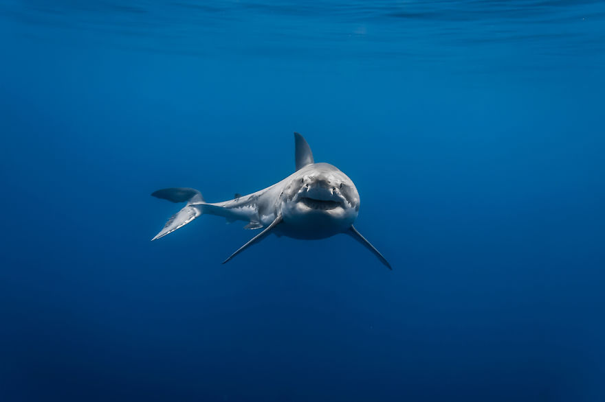 I Photograph Great White Sharks In (Hopefully) A Non-Scary Way