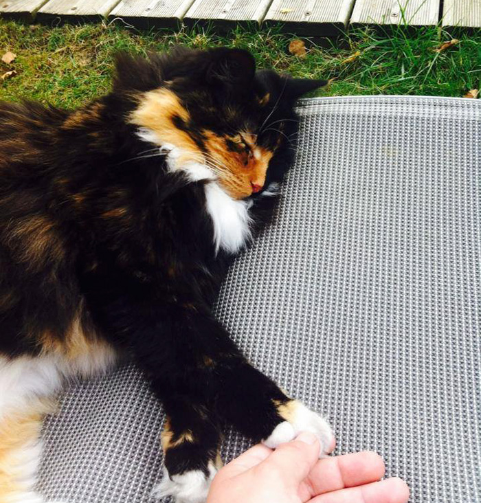 This Blind Kitty Found On The Street Has Eyes No One Could Resist