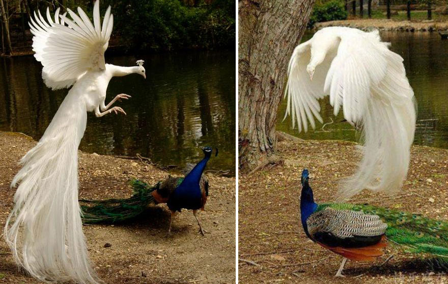 How Peacocks Look In Mid-Flight (9 Pics)