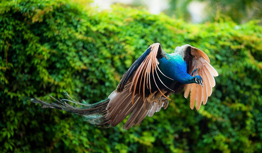 How Peacocks Look In Mid-Flight (9 Pics)