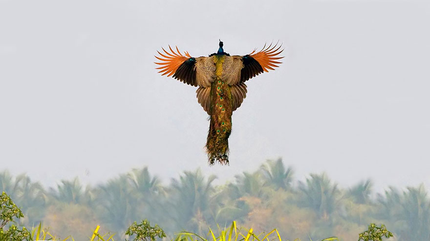 How Peacocks Look In Mid-Flight (9 Pics)