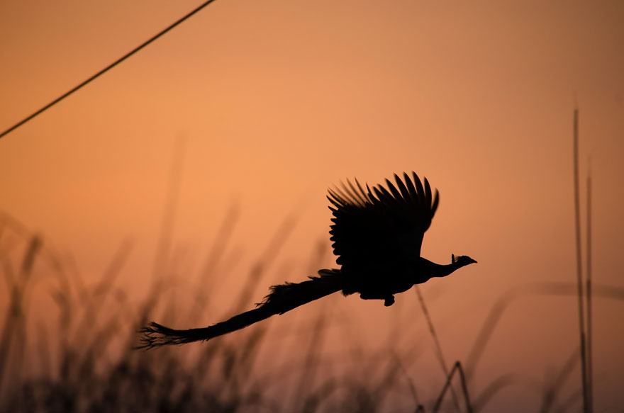 How Peacocks Look In Mid-Flight (9 Pics)