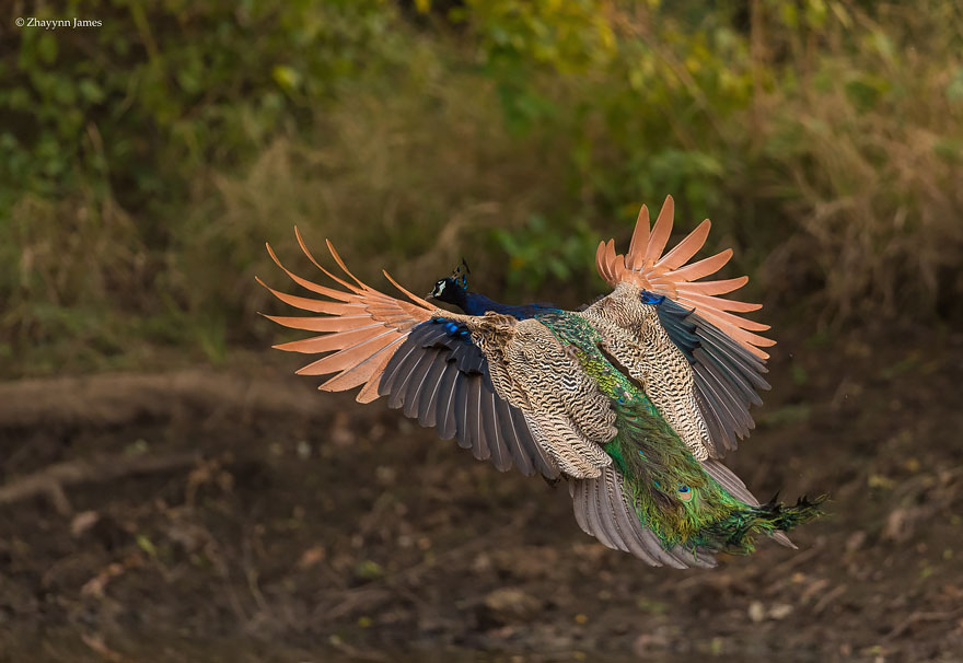How Peacocks Look In Mid-Flight (9 Pics)