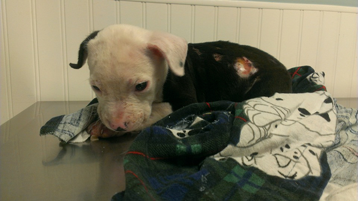 A Puppy Saved From A Fire Becomes A Firefighter