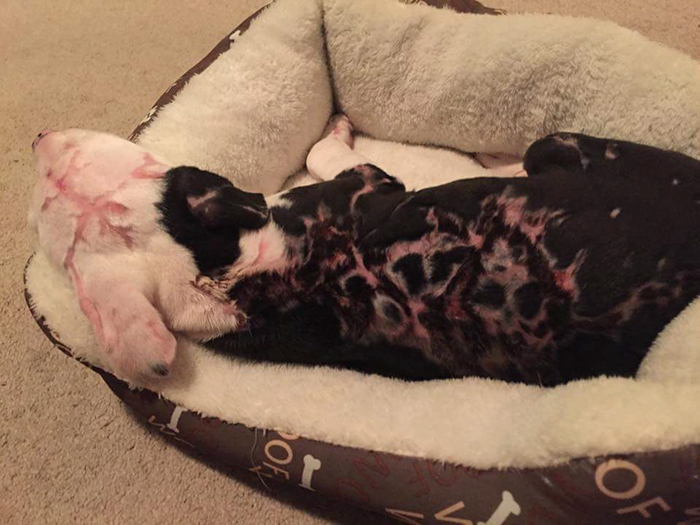 A Puppy Saved From A Fire Becomes A Firefighter