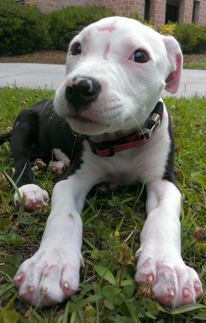 A Puppy Saved From A Fire Becomes A Firefighter