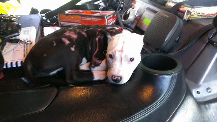A Puppy Saved From A Fire Becomes A Firefighter