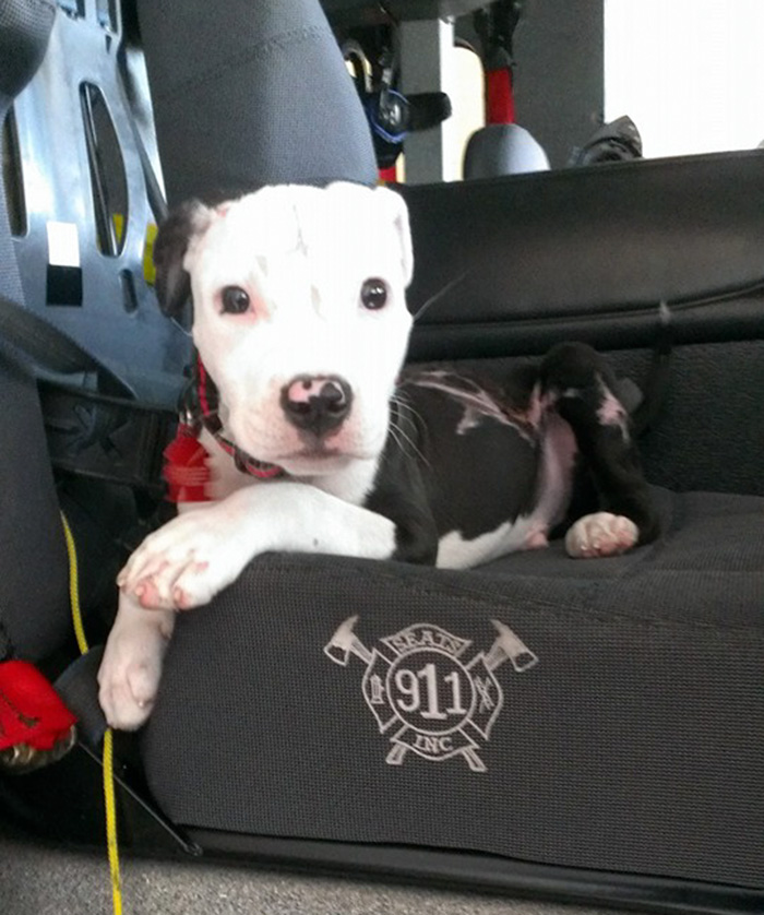 A Puppy Saved From A Fire Becomes A Firefighter