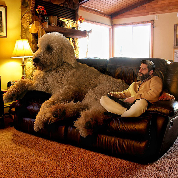 Photographer Photoshops His Dog Into A Giant Photographer Photoshops His Dog Into A Giant