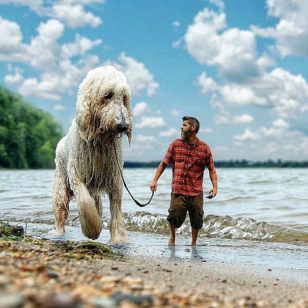 Photographer Photoshops His Dog Into A Giant Photographer Photoshops His Dog Into A Giant