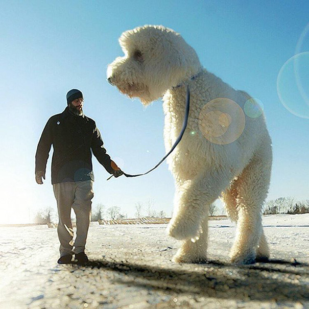 Photographer Photoshops His Dog Into A Giant Photographer Photoshops His Dog Into A Giant