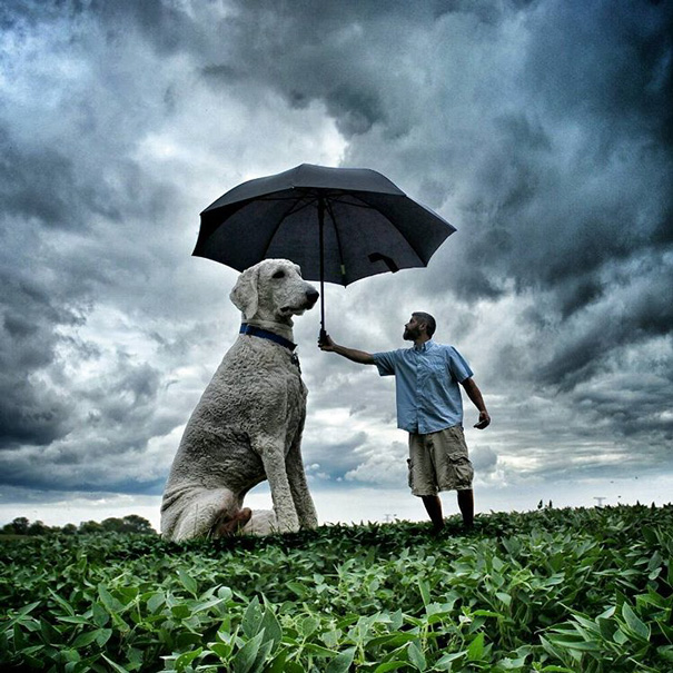 Photographer Photoshops His Dog Into A Giant Photographer Photoshops His Dog Into A Giant