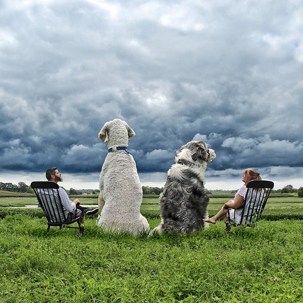 Photographer Photoshops His Dog Into A Giant Photographer Photoshops His Dog Into A Giant