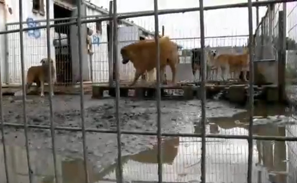 This Woman Couldn&#8217;t Decide Which Dog To Adopt So She Bought The Entire Shelter