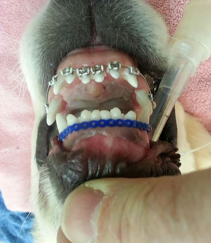 This Dog Couldn&#8217;t Close His Mouth, So He Got Braces