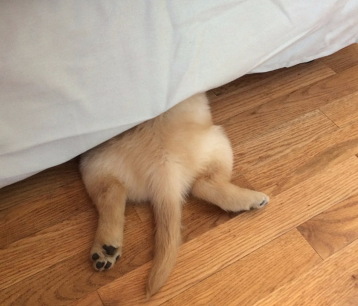 This Dog Couldn&#8217;t Close His Mouth, So He Got Braces