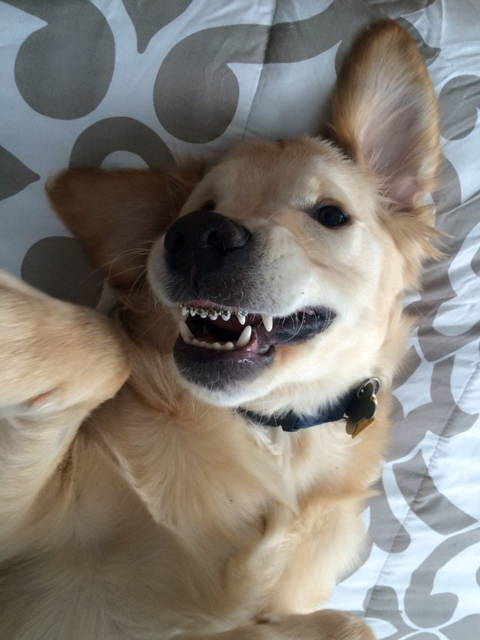 This Dog Couldn&#8217;t Close His Mouth, So He Got Braces