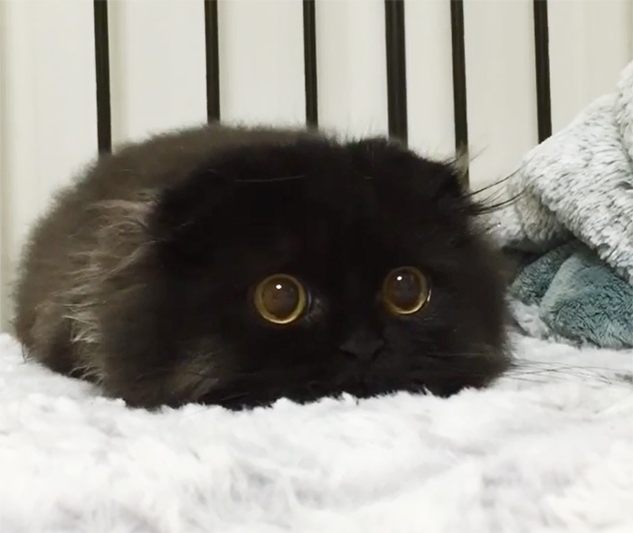 Meet Gimo, The Cat With The Biggest Eyes Ever