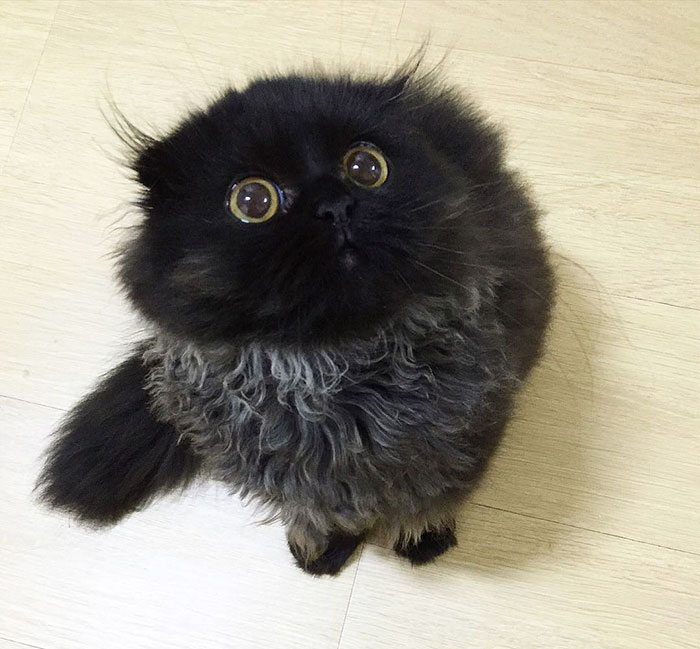 Meet Gimo, The Cat With The Biggest Eyes Ever