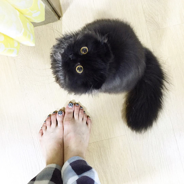 Meet Gimo, The Cat With The Biggest Eyes Ever