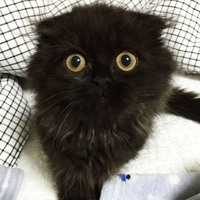 Meet Gimo, The Cat With The Biggest Eyes Ever