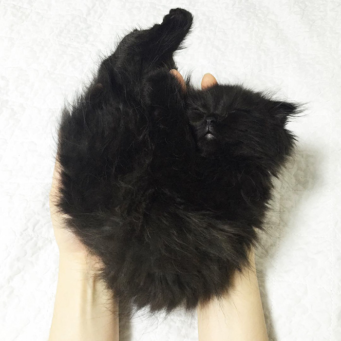 Meet Gimo, The Cat With The Biggest Eyes Ever