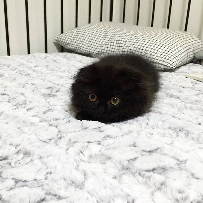 Meet Gimo, The Cat With The Biggest Eyes Ever