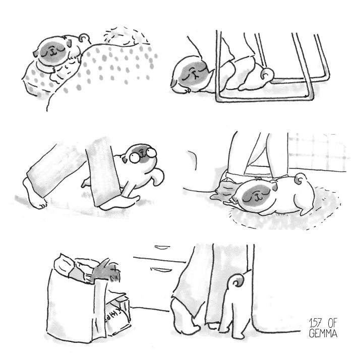 What It&#8217;s Like To Live With A Pug In 40 Pics