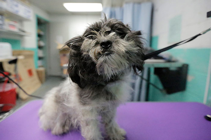 Man Gives Old Shelter Dogs Free Haircuts So They Can Finally Find Homes