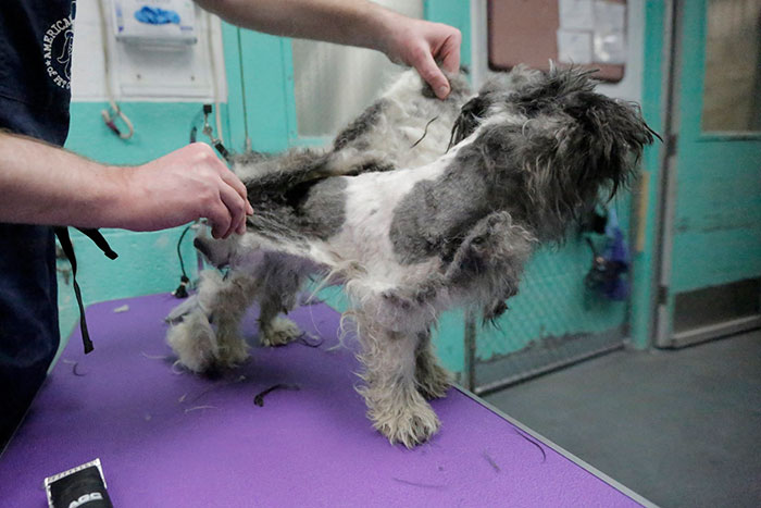 Man Gives Old Shelter Dogs Free Haircuts So They Can Finally Find Homes