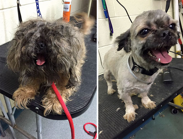 Man Gives Old Shelter Dogs Free Haircuts So They Can Finally Find Homes