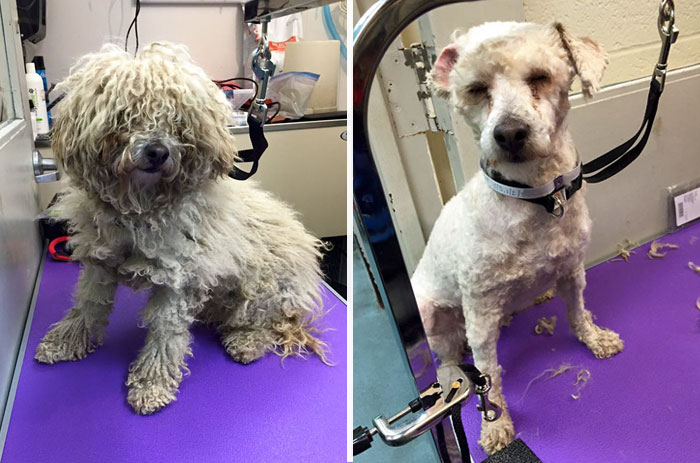 Man Gives Old Shelter Dogs Free Haircuts So They Can Finally Find Homes