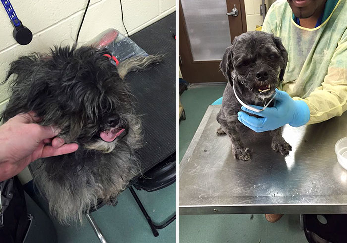 Man Gives Old Shelter Dogs Free Haircuts So They Can Finally Find Homes