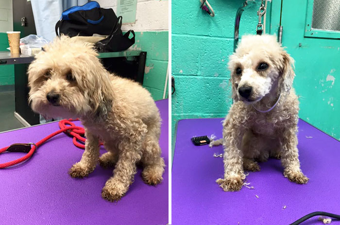 Man Gives Old Shelter Dogs Free Haircuts So They Can Finally Find Homes