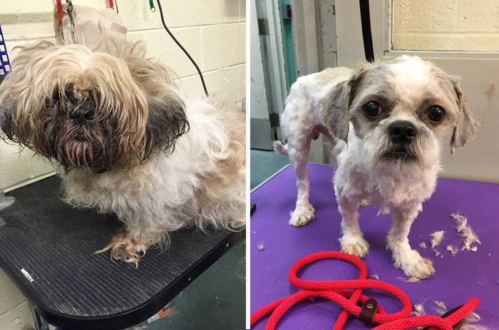 Man Gives Old Shelter Dogs Free Haircuts So They Can Finally Find Homes
