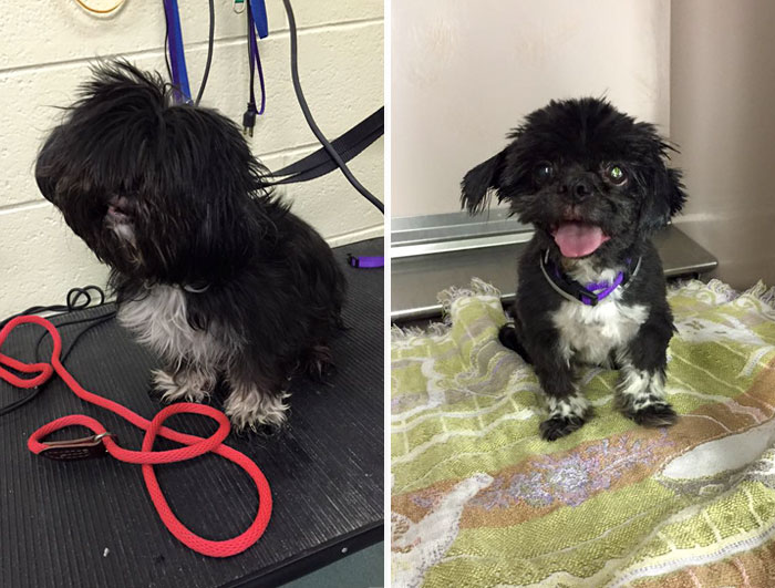 Man Gives Old Shelter Dogs Free Haircuts So They Can Finally Find Homes