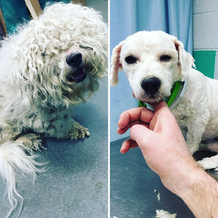 Man Gives Old Shelter Dogs Free Haircuts So They Can Finally Find Homes