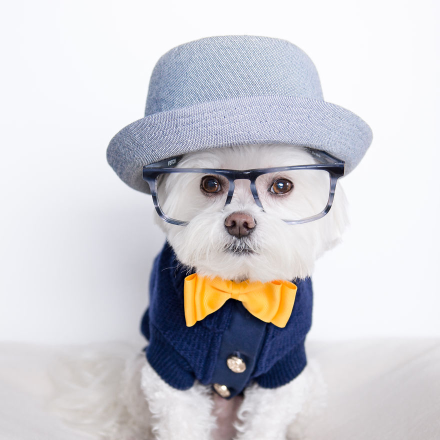 Meet Our Hipster Dog Toby, The Ryan Gosling Of Dogs Meet Our Hipster Dog Toby, The Ryan Gosling Of Dogs