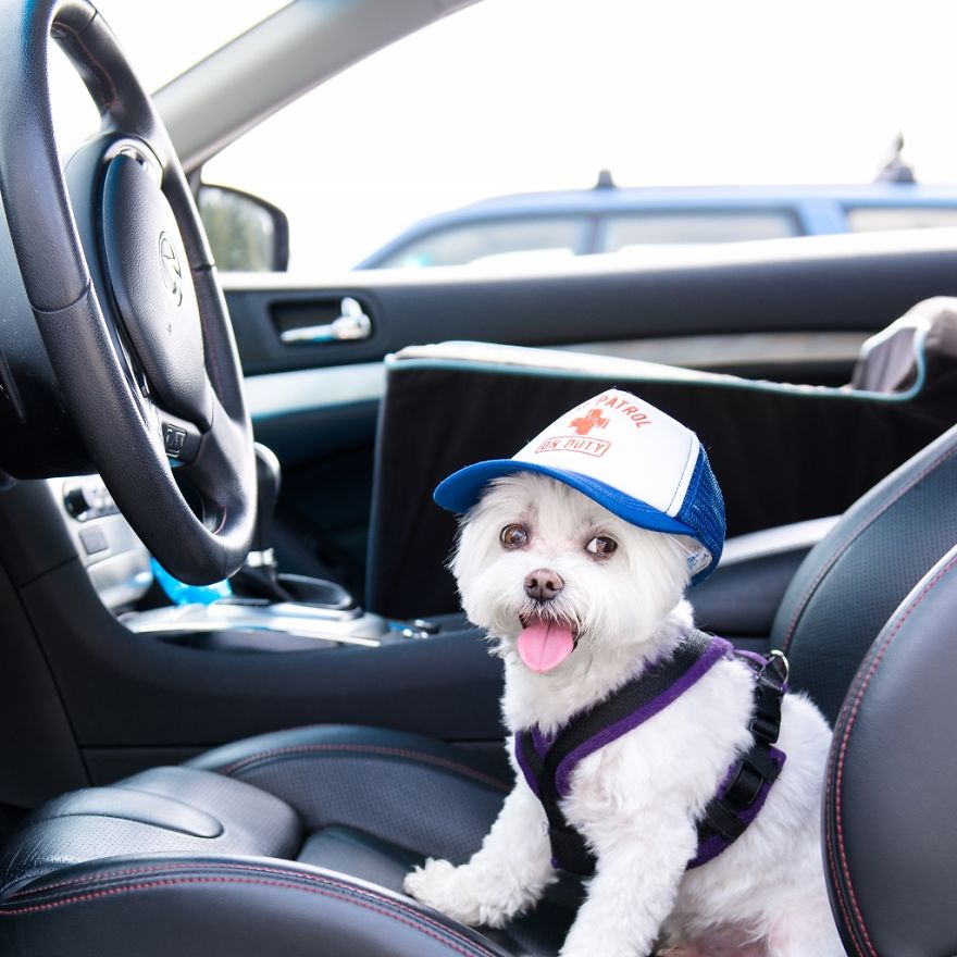 Meet Our Hipster Dog Toby, The Ryan Gosling Of Dogs Meet Our Hipster Dog Toby, The Ryan Gosling Of Dogs