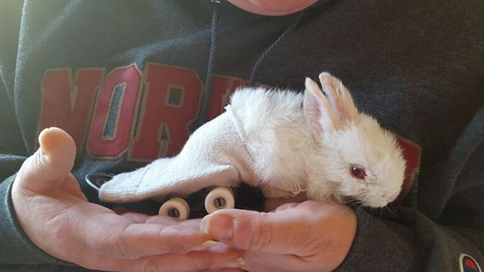 Paralyzed Bunny Gets A Tiny Skateboard Wheelchair To Move Around
