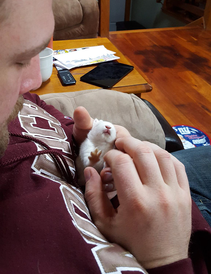 Paralyzed Bunny Gets A Tiny Skateboard Wheelchair To Move Around