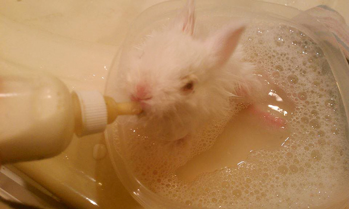 Paralyzed Bunny Gets A Tiny Skateboard Wheelchair To Move Around