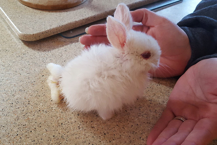 Paralyzed Bunny Gets A Tiny Skateboard Wheelchair To Move Around
