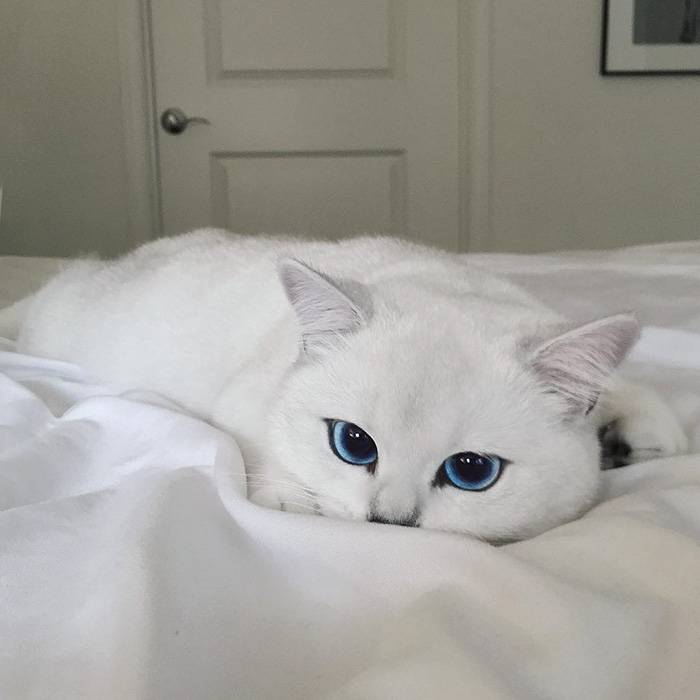 This Cat Has The Most Beautiful Eyes Ever This Cat Has The Most Beautiful Eyes Ever