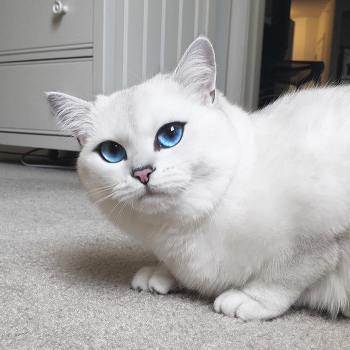 This Cat Has The Most Beautiful Eyes Ever This Cat Has The Most Beautiful Eyes Ever