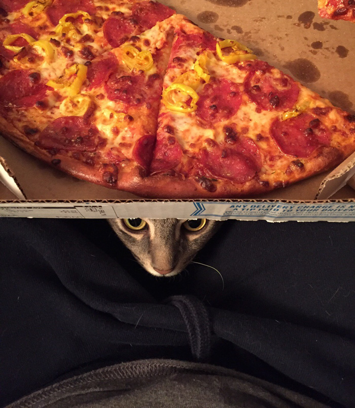 Couple Adopts A Stray Cat And Finds He’s Not Like The Other Cats Couple Adopts A Stray Cat And Finds He’s Not Like The Other Cats