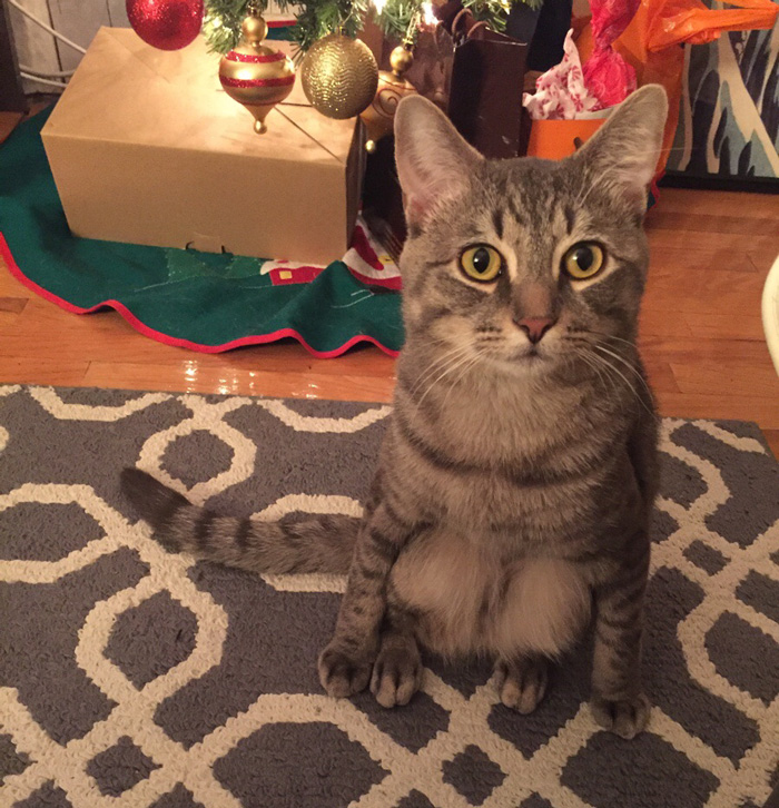 Couple Adopts A Stray Cat And Finds He’s Not Like The Other Cats Couple Adopts A Stray Cat And Finds He’s Not Like The Other Cats