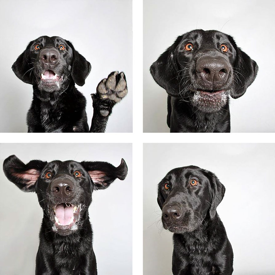 Shelter Dog Photobooth Pics Helps More Pups Find Forever Homes (25 pics)