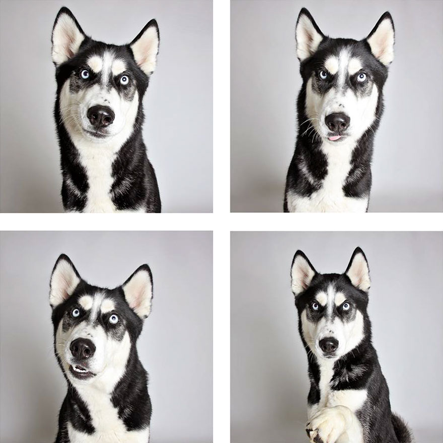Shelter Dog Photobooth Pics Helps More Pups Find Forever Homes (25 pics)