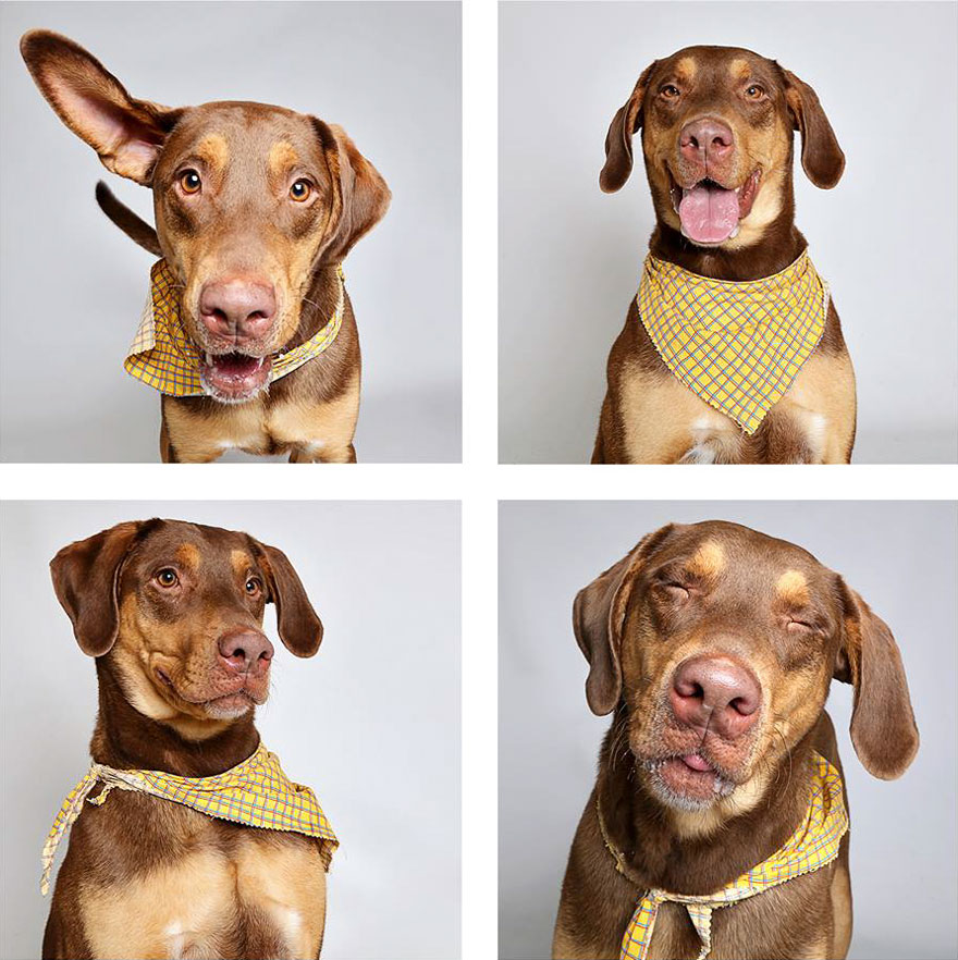 Shelter Dog Photobooth Pics Helps More Pups Find Forever Homes (25 pics)